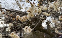 便利グッズが増えるほど、自由が減っていきました