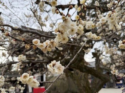 便利グッズが増えるほど、自由が減っていきました